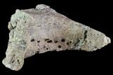 Agujaceratops Postorbital Bone - Aguja Formation, Texas #88740-2